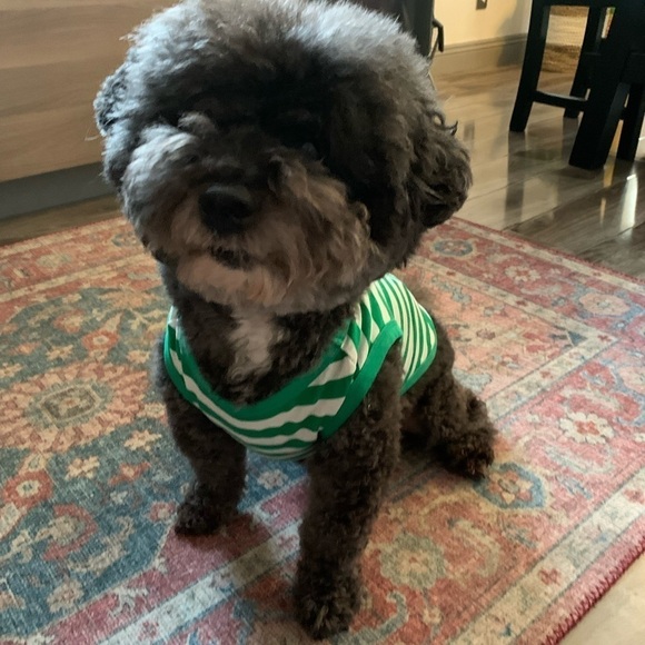 Zara Pet Dog Muscle Tee - Picture 1 of 10